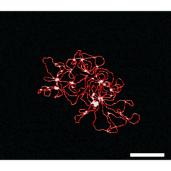 Verwicklungen Rasterkraftmikroskopische (AFM) Topographie-Aufnahme einer doppelsträngigen DNA (dsDNA)