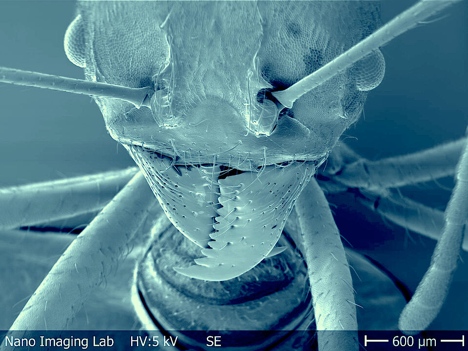 Ameise unter Rasterelektronenmikroskop