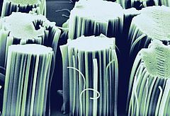 Towers Carbon nanotubes (CNTs) forming "towers"