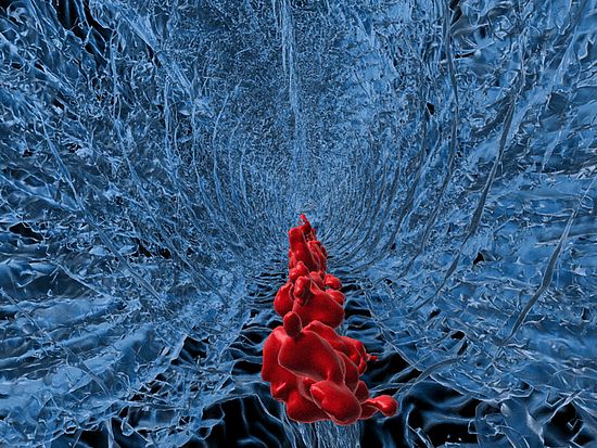 Blutgefäss des Zebrafisch-Embryos