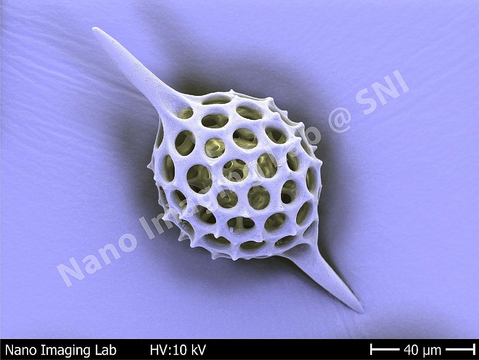 Radiolaria2