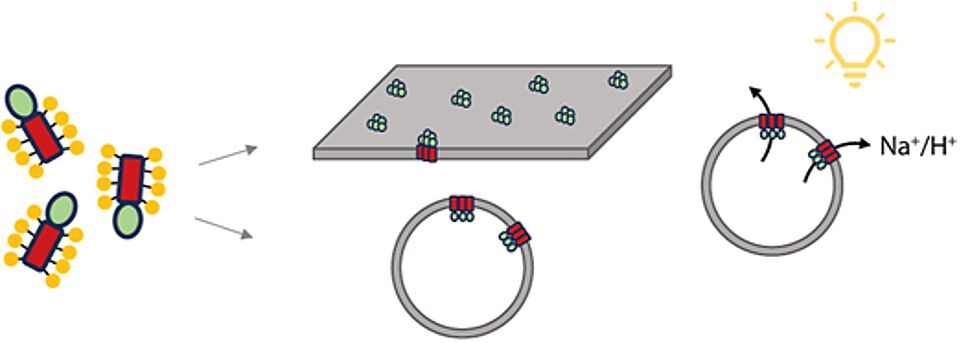 Schematic illustration