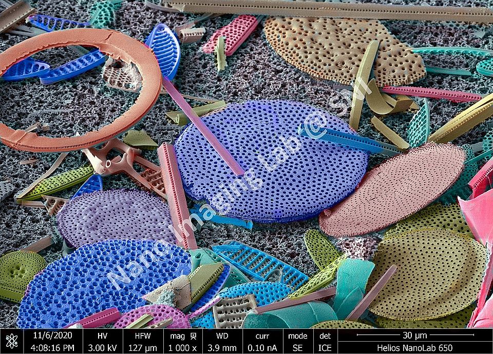 Diatom (group of algae)