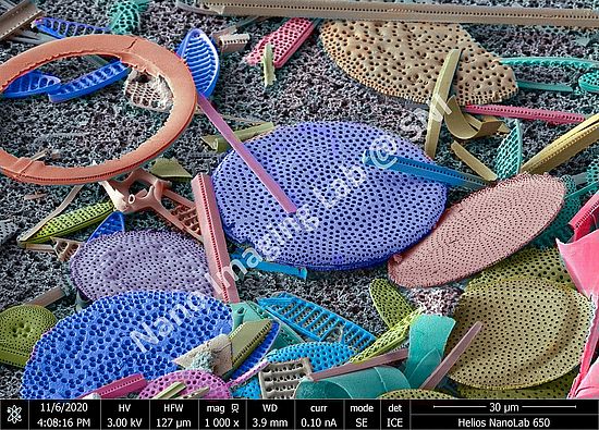 Diatom (group of algae)