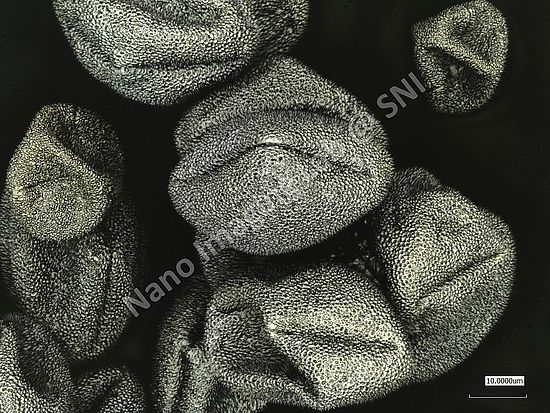 Pollen grains of ricinus