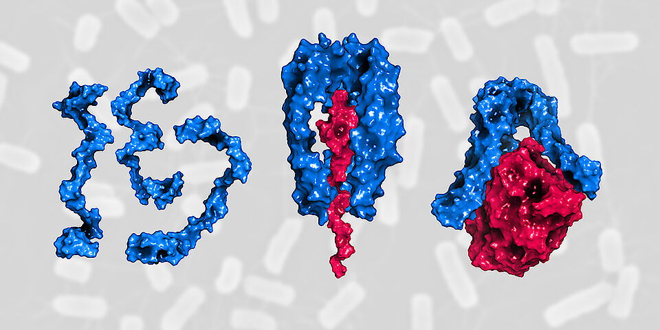 Drei Skp-Proteine (blau) bilden eine stabile Struktur und transportieren ungefaltete äussere Membranproteine (rot) an ihren Bestimmungsort (von links nach rechts). (Illustration: Universität Basel, Biozentrum)