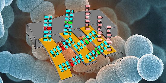  Schematic illustration of the cantilever array to detect antibiotic resistance. (Image: Department of Physics and Nano Imaging Lab, SNI, University of Basel)