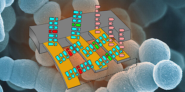  Schematic illustration of the cantilever array to detect antibiotic resistance. (Image: Department of Physics and Nano Imaging Lab, SNI, University of Basel)