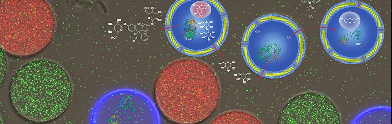 Enzymekaskade in Nanocontainern