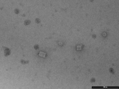 Keyhole Limpet Hemocyanin