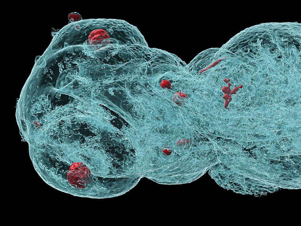 Head of a zebrafish embryo