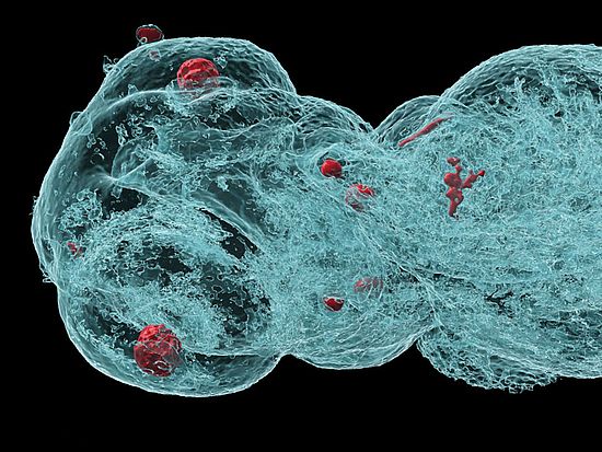 Kopfpartie eines Zebrafisch-Embryos