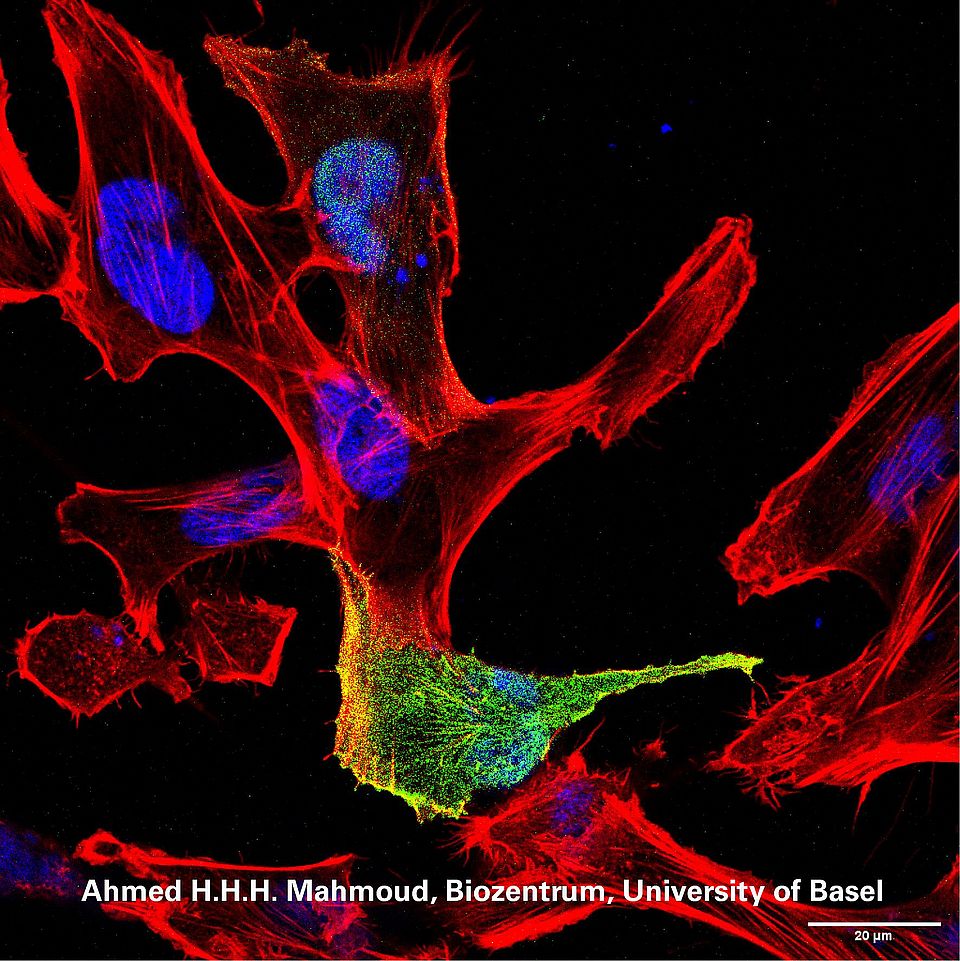 Protein partnerships