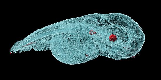 hoch aufgelöste, dreidimensionale Aufnahmen von Zebrafisch-Embryos
