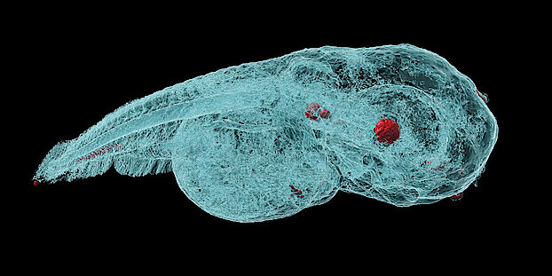 high-resolution, three-dimensional image of zebrafish embryo