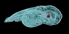 hoch aufgelöste, dreidimensionale Aufnahmen von Zebrafisch-Embryos