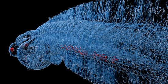 Immune cells (macrophages) in the tail region of the fish