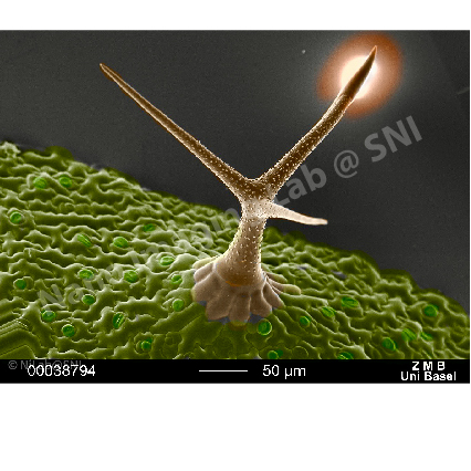 Trichome (glandular hair) of Arabidopsis
