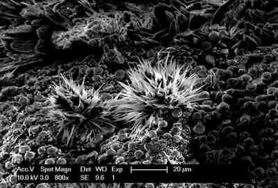 SEM picture of tungstenoxide crystals on EPOXY glue