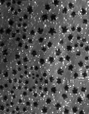 Lipid stars on the water surface