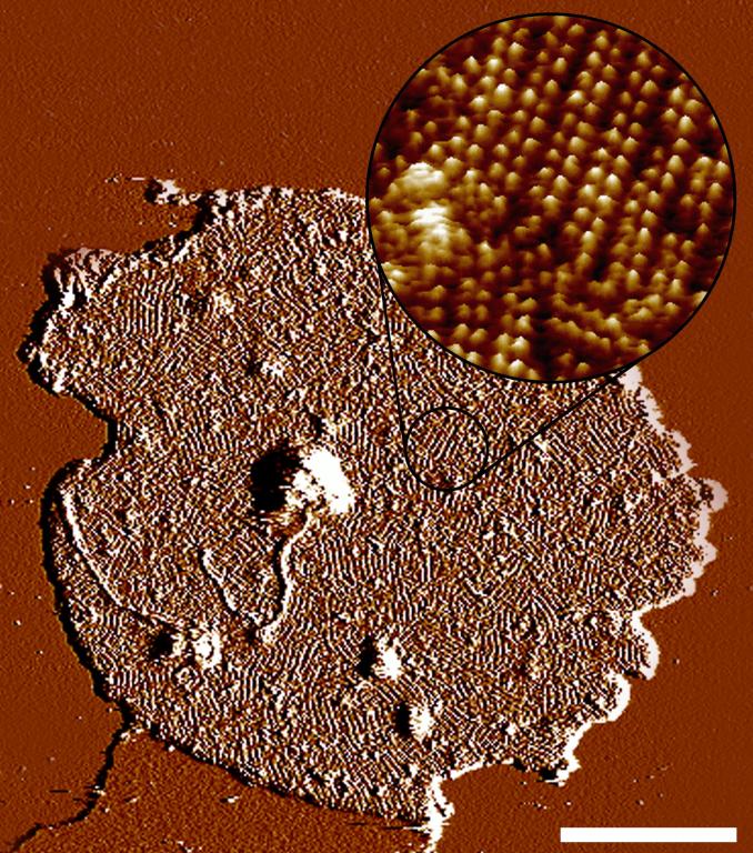 Native disk membranes isolated from mice TEM image of Cu(OH)2 nanoribbons synthesized with addition of ammonia nanonews January 2006