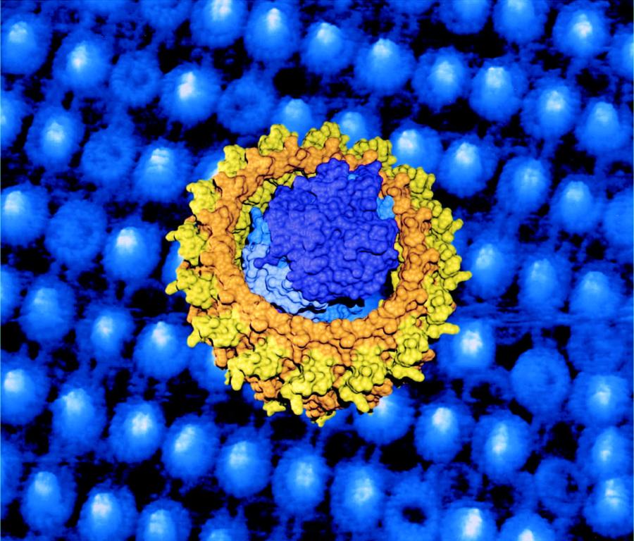 model of the light-harvesting 1-reaction center (RC-LH1) complex (photo: Fotiadis et al., front cover from Journal of Biological Chemistry, January 16th, 2004) Journal of Biological Chemistry, January 16th, 2004